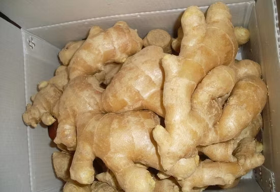 Gingembre préparé par rhizome d'herbe médicinale traditionnelle de Paojiang