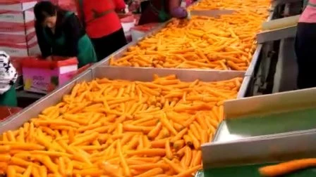 Lanières de carottes et légumes surgelés IQF de première qualité